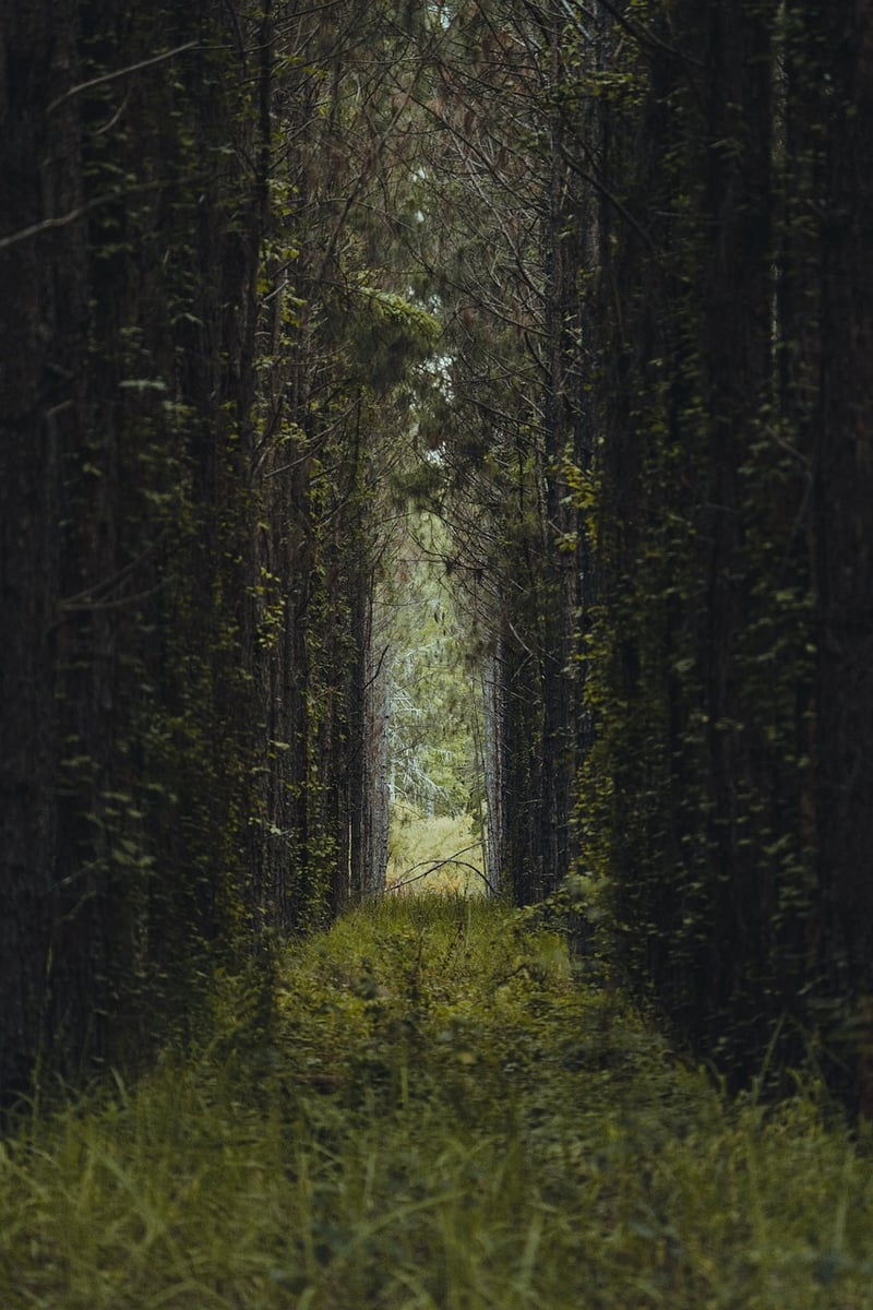 Magical Pathways