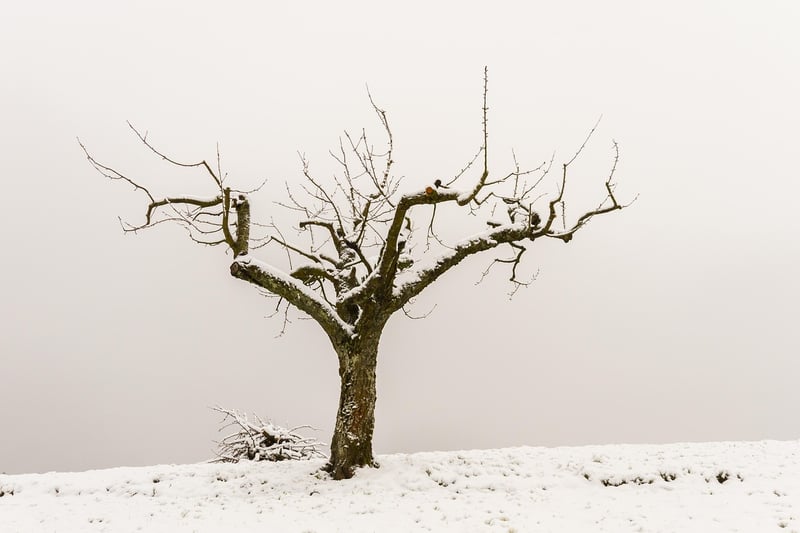 Spiritual Pruning